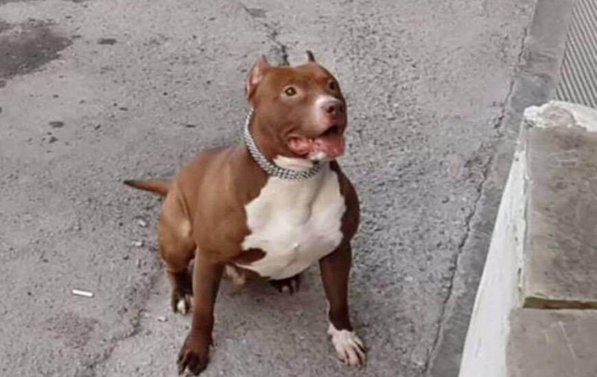 El animal fue retenido por el Imusa y sería de unos comerciantes de la zona.