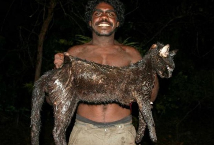 Peligro. Los gatos salvajes australianos alcanzan gran tamaño y son feroces. Son considerados una plaga.