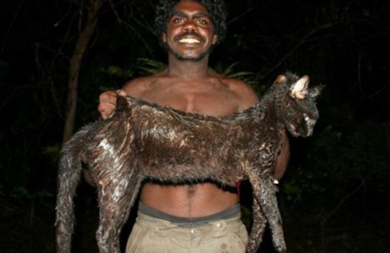 Peligro. Los gatos salvajes australianos alcanzan gran tamaño y son feroces. Son considerados una plaga.