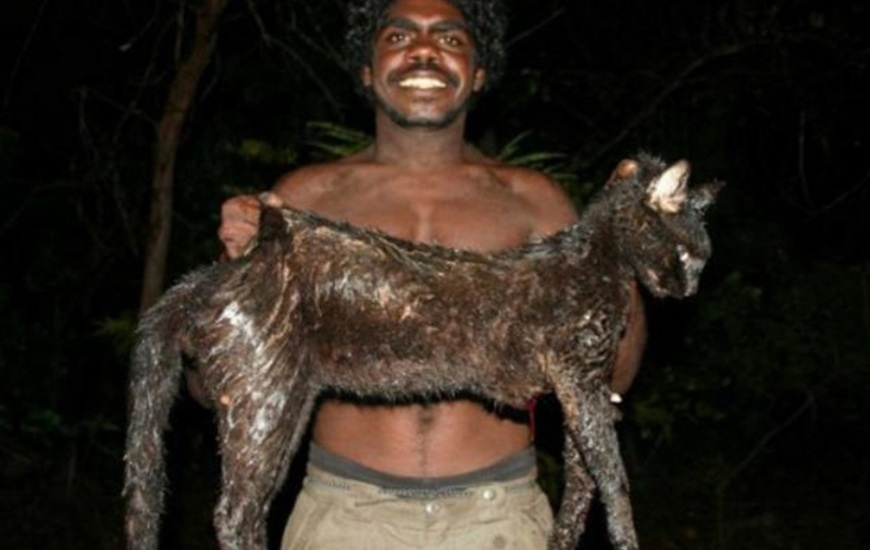 Peligro. Los gatos salvajes australianos alcanzan gran tamaño y son feroces. Son considerados una plaga.