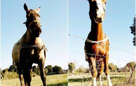 Los animales fueron robados anoche y la familia está desesperada