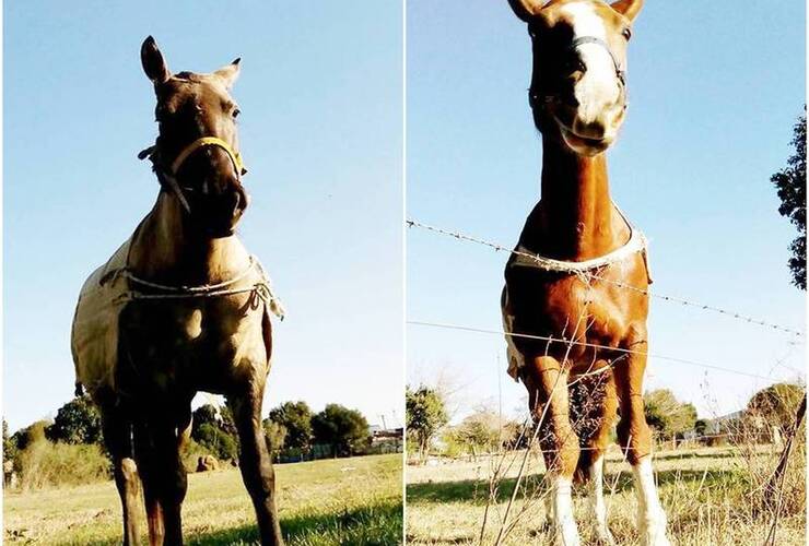 Los animales fueron robados anoche y la familia está desesperada