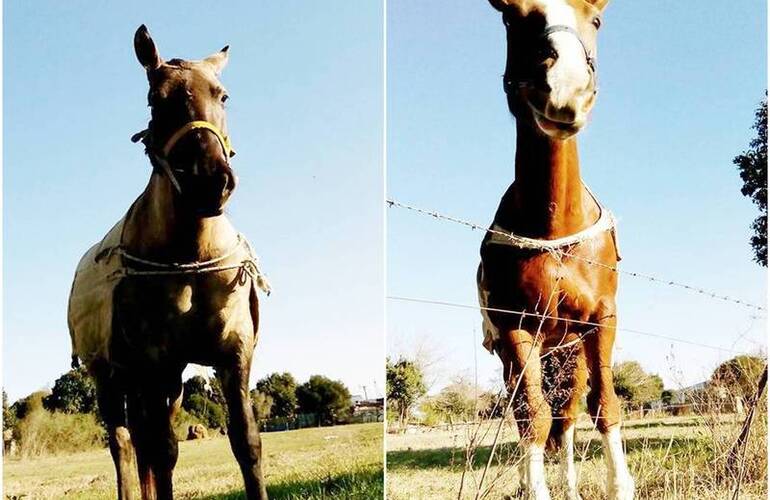 Los animales fueron robados anoche y la familia está desesperada