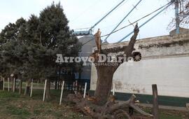 Consecuencias. La rama provocó que algunos vecinos se queden sin servicio eléctrico