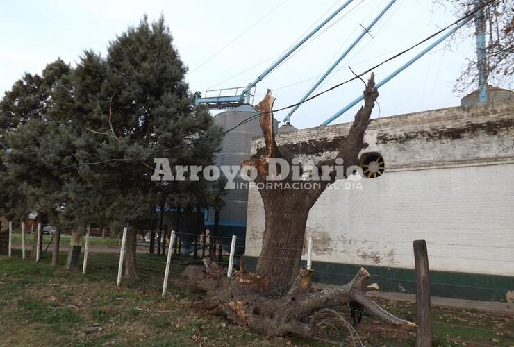 Consecuencias. La rama provocó que algunos vecinos se queden sin servicio eléctrico