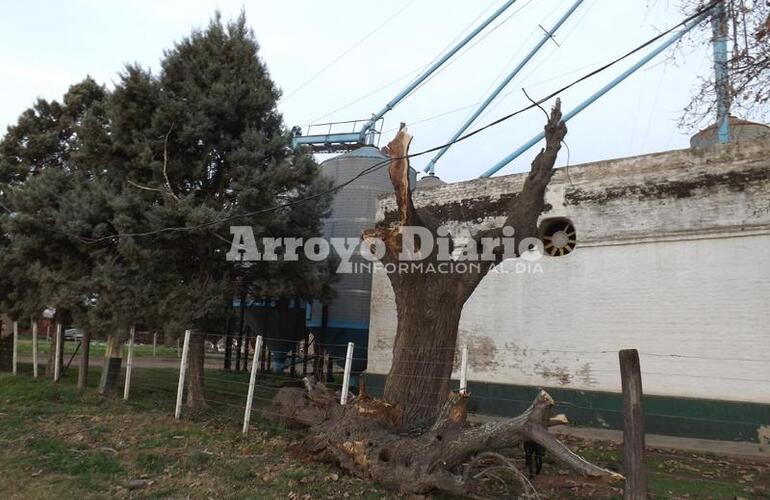 Consecuencias. La rama provocó que algunos vecinos se queden sin servicio eléctrico