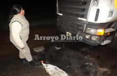 El chofer del cami&oacute;n viabaja hacia San Nicol&aacute;s cuando choc&oacute; al animal