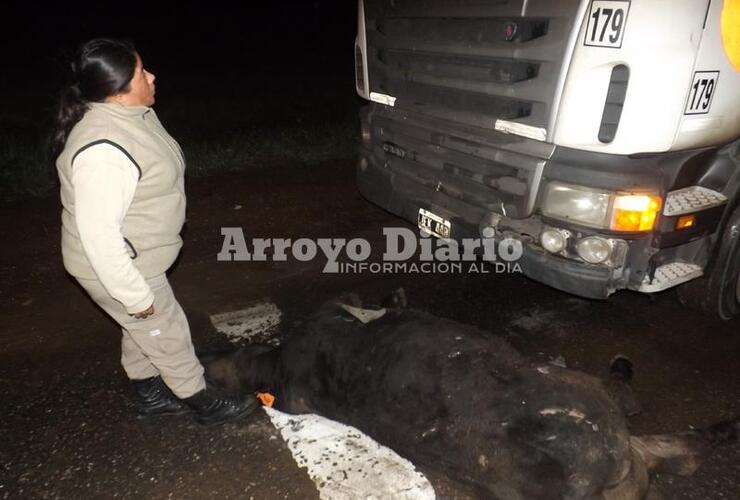 El chofer del camión viabaja hacia San Nicolás cuando chocó al animal