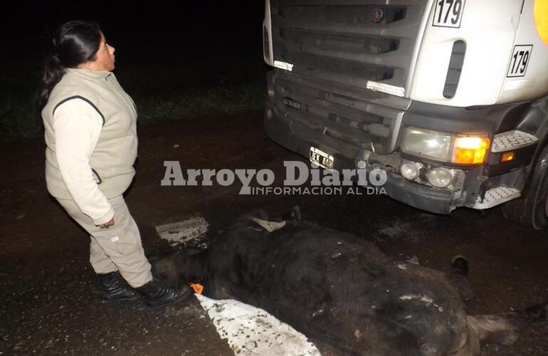 El chofer del camión viabaja hacia San Nicolás cuando chocó al animal