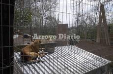 El refugio está ubicado en el ingreso al basural municipal, Ruta 21 y el acceso norte a Arroyo Seco