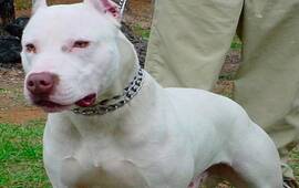 Imagen de Tras un allanamiento, secuestran a pitbulls