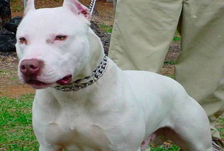 Imagen de Tras un allanamiento, secuestran a pitbulls