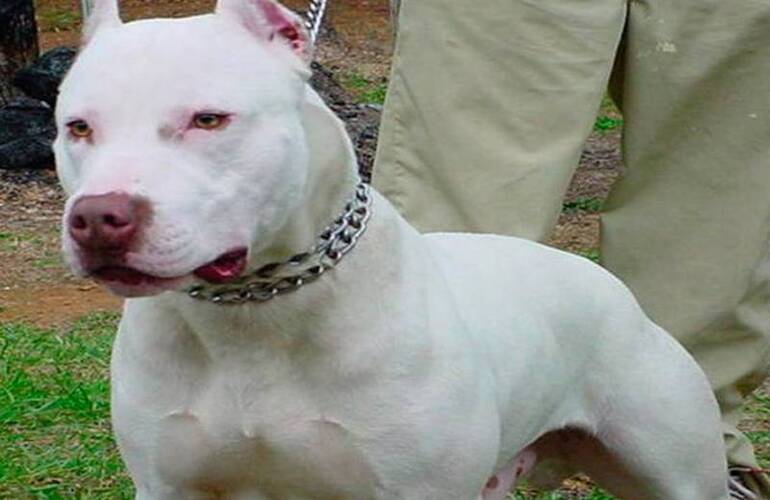 Imagen de Tras un allanamiento, secuestran a pitbulls