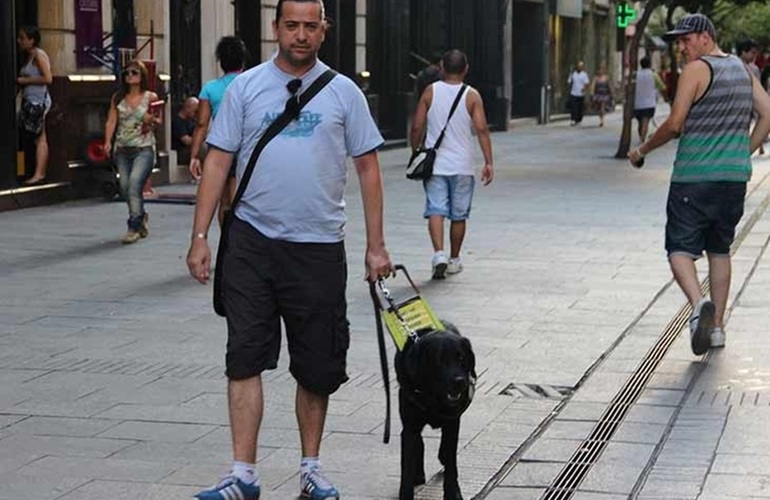 Imagen de Rosario: Avanza proyecto para subir las mascotas al colectivo