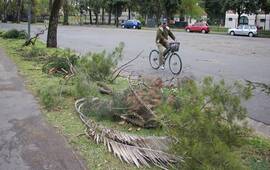 Muchas ramas ca&iacute;das en el Parque Independencia. Foto: Rosario3.com