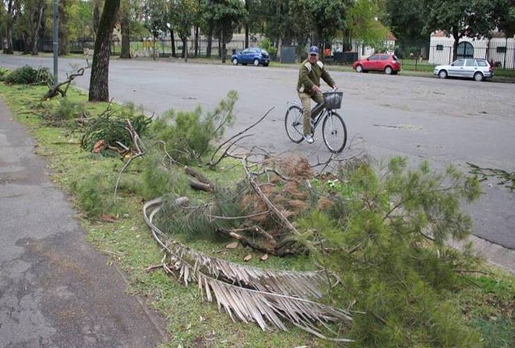 Muchas ramas caídas en el Parque Independencia. Foto: Rosario3.com