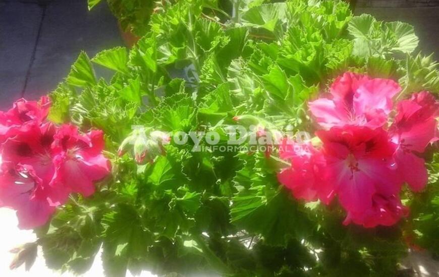 Los jardines florecen pero la primavera se hace esperar.