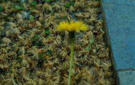 Foto: Gabriel Tenaglia