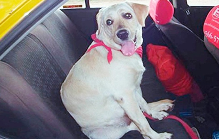 Imagen de Antes que los colectivos, los taxis facilitan llevar mascotas