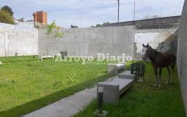 El animal fue trasladado a la seccional 27ª