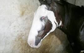 El animal fue hallado en las instalaciones del Hip&oacute;dromo de Rosario.