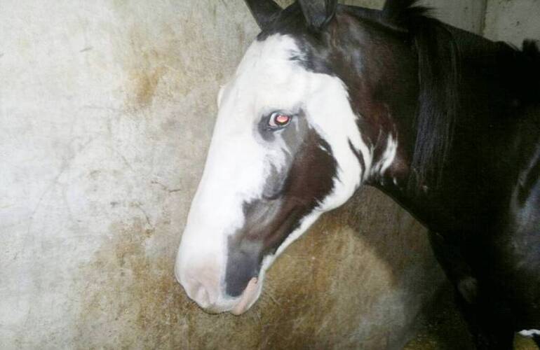 El animal fue hallado en las instalaciones del Hipódromo de Rosario.