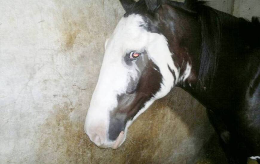 El animal fue hallado en las instalaciones del Hipódromo de Rosario.