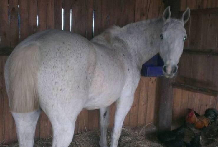 Uno de los animales que fue recuperado por "Los Pumas".