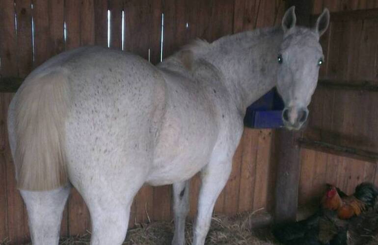 Uno de los animales que fue recuperado por "Los Pumas".