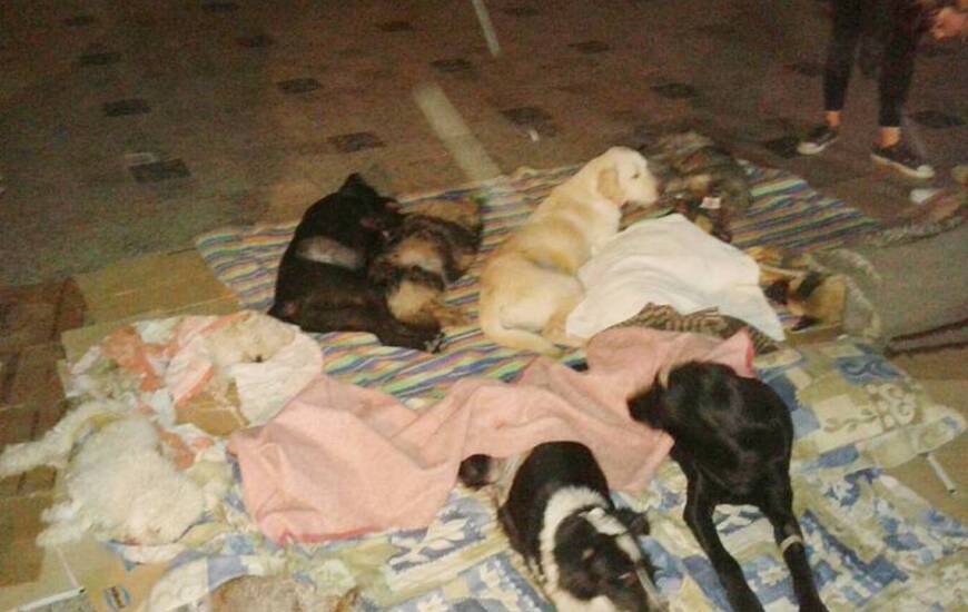 Imagen de Hoy se hicieron 75 nuevas castraciones
