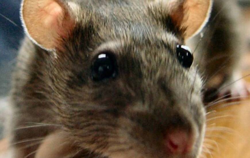 Foto: Imagen Ilustrativa