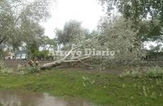 Imagen de Cayó un árbol y quedó sobre las vías