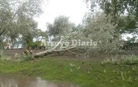Imagen de Cayó un árbol y quedó sobre las vías
