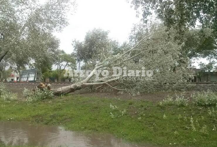 Imagen de Cayó un árbol y quedó sobre las vías