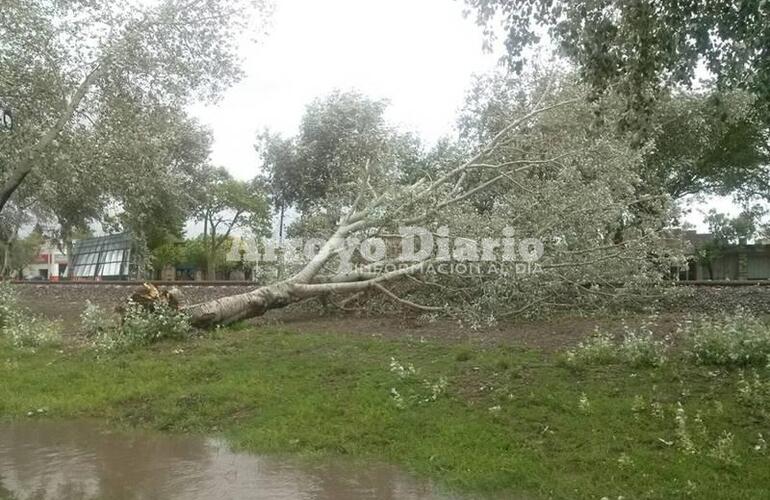 Imagen de Cayó un árbol y quedó sobre las vías