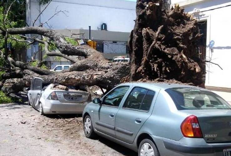 El paraíso se desencajó de la tierra y se desplomó sobre dos vehículos en Francia al 300. Foto: A. Amaya