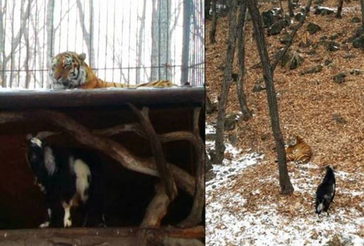 Imagen de Le dieron una cabra para su almuerzo pero el tigre se hizo amigo de su presa