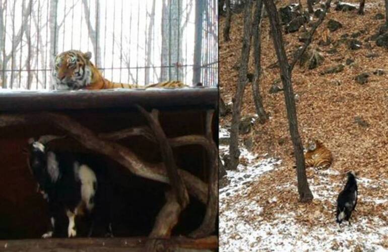 Imagen de Le dieron una cabra para su almuerzo pero el tigre se hizo amigo de su presa