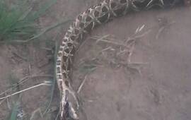 Un ofidio muy temido por su poder venenoso.