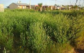 El Barrio Vientos de Arroyo est&aacute; sobre calle Carlos Lucente entre Kennedy y Sargento Cabral