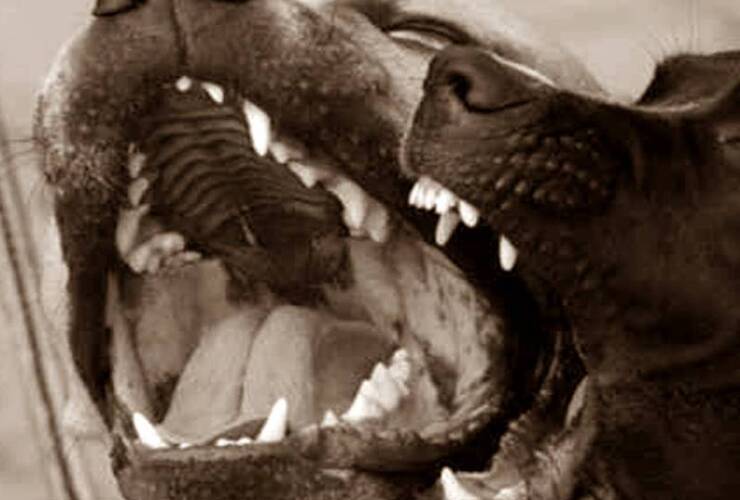 Foto: Imagen Ilustrativa Foto: Imagen Ilustrativa