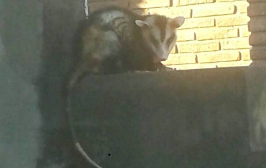 Las fotos fueron tomadas por los vecinos.