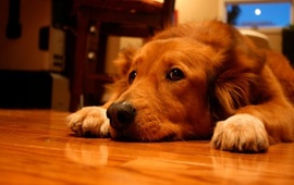 Imagen de Cinco consejos para cuidar a tu mascota de la pirotecnia en las Fiestas