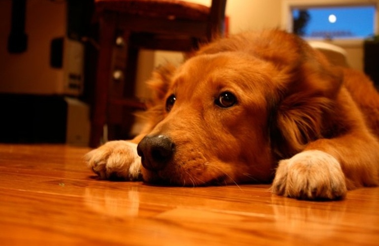 Imagen de Cinco consejos para cuidar a tu mascota de la pirotecnia en las Fiestas