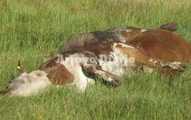Imagen de Vacas muertas en El Ombú: No se puede estar del olor que hay, ya es demasiado
