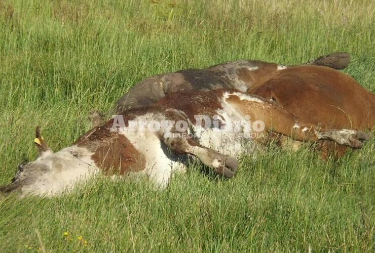 Imagen de Vacas muertas en El Ombú: “No se puede estar del olor que hay, ya es demasiado”