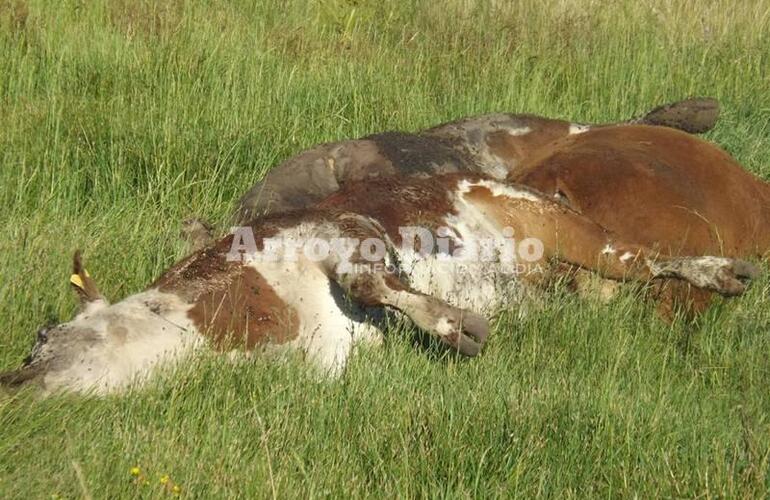 Imagen de Vacas muertas en El Ombú: “No se puede estar del olor que hay, ya es demasiado”