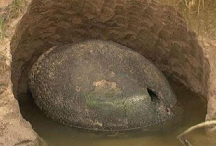 Un caparazón gigante, confundido con un "huevo de dinosaurio" por el trabajador que lo encontró, sorprendió a vecinos de un campo de Ezeiza.