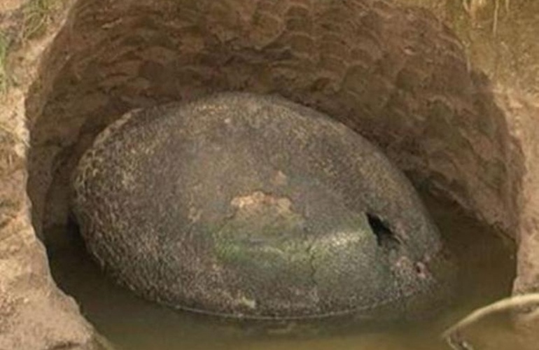 Un caparazón gigante, confundido con un "huevo de dinosaurio" por el trabajador que lo encontró, sorprendió a vecinos de un campo de Ezeiza.