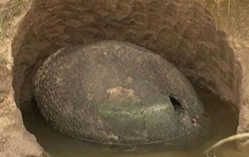 Un caparazón gigante, confundido con un "huevo de dinosaurio" por el trabajador que lo encontró, sorprendió a vecinos de un campo de Ezeiza.